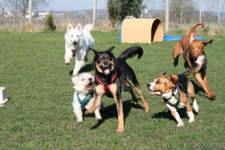 nature dogs - Aus Liebe zum Hund...