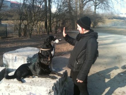 Dogmatic Hundetraining