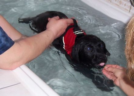 Hundephysiotherapie Anni Grabrucker