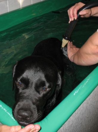 Hundephysiotherapie Anni Grabrucker