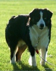 Coat Tail´s Cosmic Ray