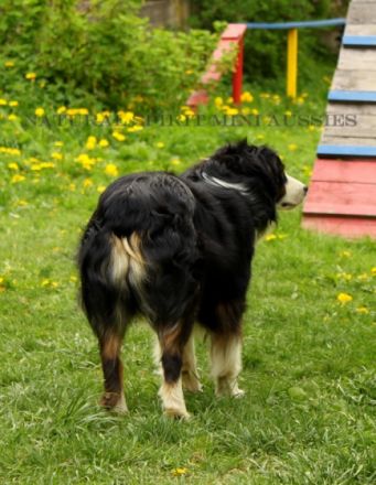 Coat Tail´s Cosmic Ray