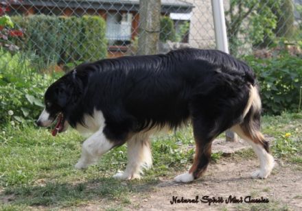 Coat Tail´s Cosmic Ray