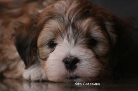 Eomir of velvet Dreams