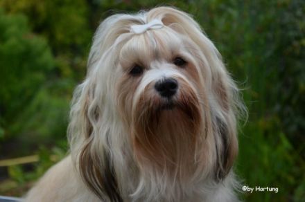 Eomir of velvet Dreams