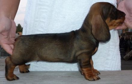 Rókahegyi Pásztorbosszantó