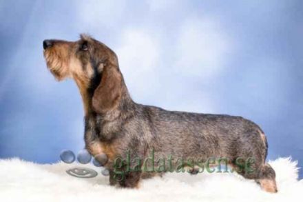 Rókahegyi Pásztorbosszantó