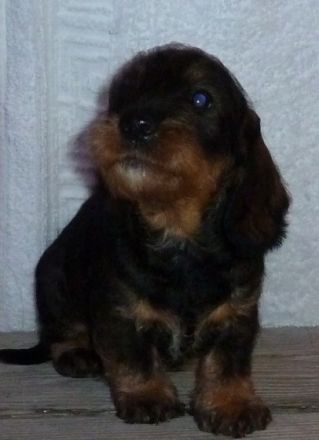 Rókahegyi Pásztorbosszantó