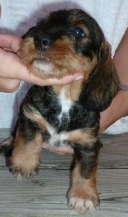 Rókahegyi Pásztorbosszantó