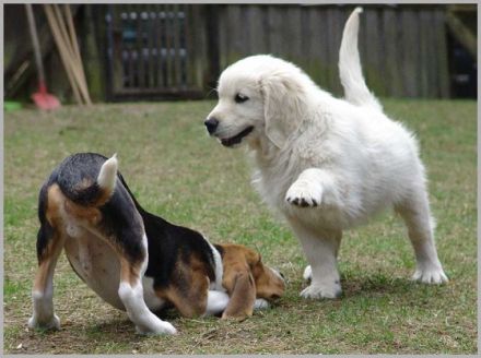 Katja Meyn - Trainings für Menschen mit Hund