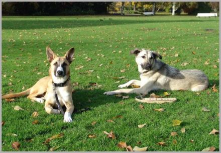 Katja Meyn - Trainings für Menschen mit Hund