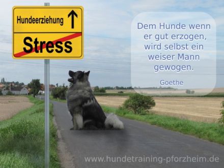 Mobile Hundeschule Silvia Kaczmarek