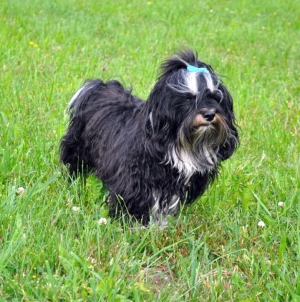 El´Linus vom Sonnenstrahl