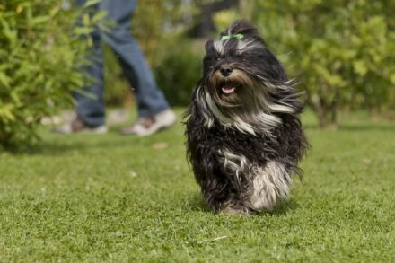 El´Linus vom Sonnenstrahl