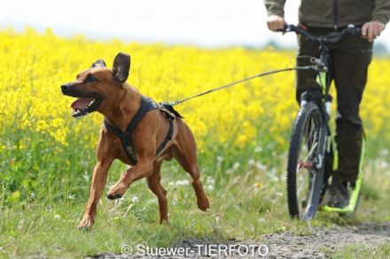 Hunde -und Zughundeschule Abenteuerhun.de