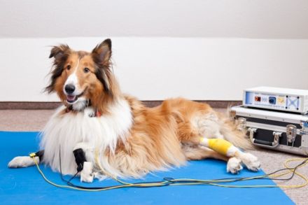 Mobile Tierphysiotherapie HundUmWohl