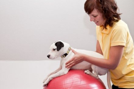 Mobile Tierphysiotherapie HundUmWohl