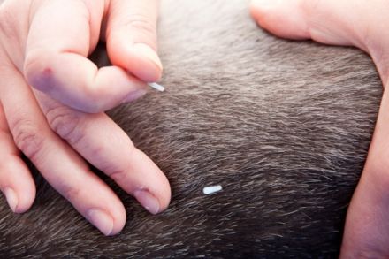 Mobile Tierphysiotherapie HundUmWohl