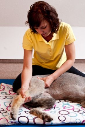 Mobile Tierphysiotherapie HundUmWohl