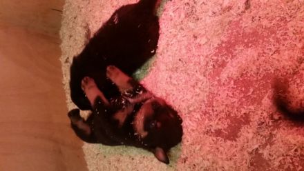 Sehr schöne, kräftige und typvolle Rottweilerwelpen zu verkaufen