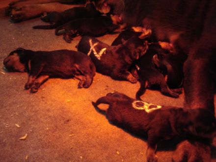 Sehr schöne, kräftige und typvolle Rottweilerwelpen zu verkaufen