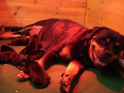 Sehr schöne, kräftige und typvolle Rottweilerwelpen zu verkaufen