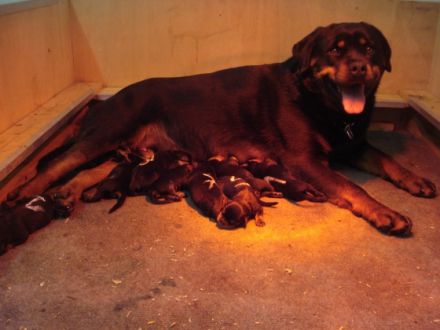 Sehr schöne, kräftige und typvolle Rottweilerwelpen zu verkaufen