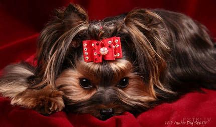 Maksik Magic Faberge