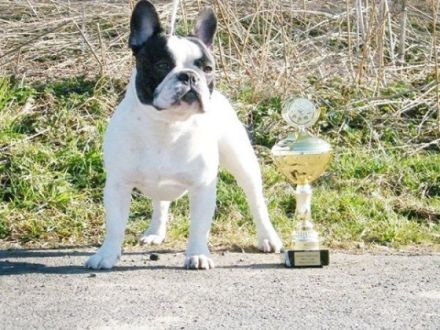 Bartholomäus von den Ruhrpott Bullys