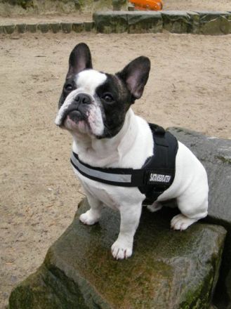 Bartholomäus von den Ruhrpott Bullys