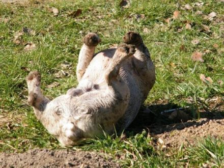 Bartholomäus von den Ruhrpott Bullys
