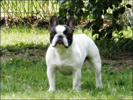 Bartholomäus von den Ruhrpott Bullys