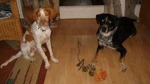 Senza Violenza Haus Margeritha