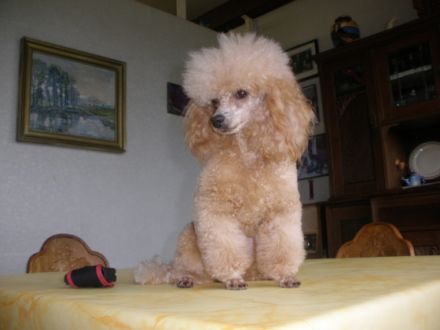 von den Schwarzen Bergen