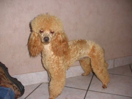 von den Schwarzen Bergen