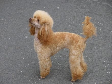 von den Schwarzen Bergen