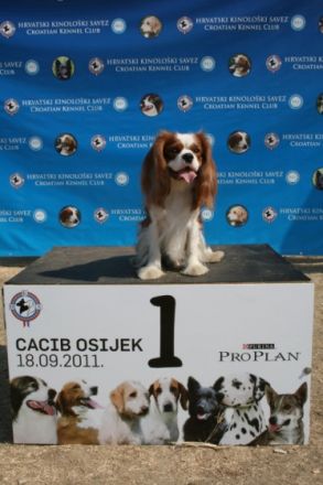 11 facher Champion "Murphy vom goldenen Mühlbach"