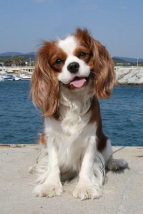 11 facher Champion "Murphy vom goldenen Mühlbach"