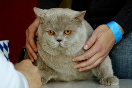 Blue Eldar's Stranger in Moscow