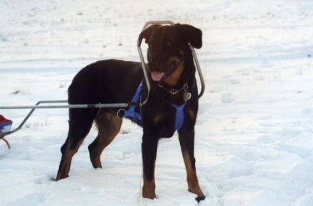 Hundezentrum Büchen