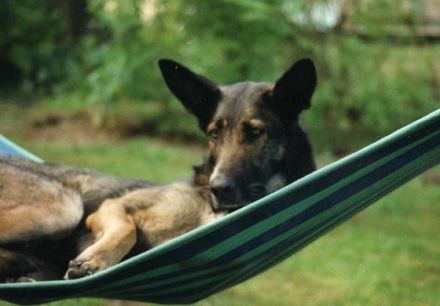 Hundezentrum Büchen