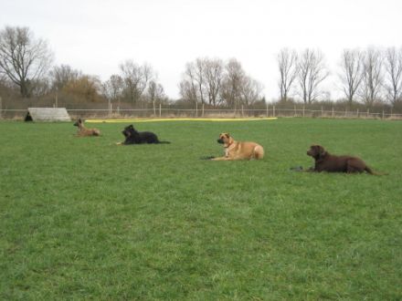 Teampartner - Hund - Hoya e.V.