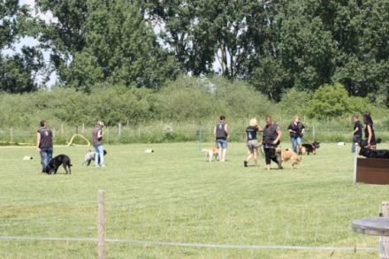 Teampartner - Hund - Hoya e.V.