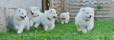 Samojeden Vom Heldenberg