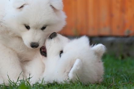 Samojeden Vom Heldenberg