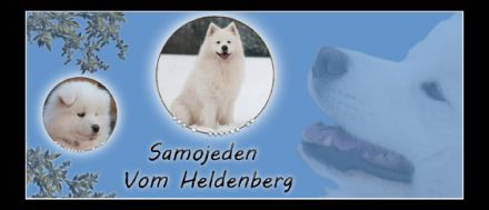 Samojeden Vom Heldenberg
