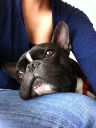 Sergen (erfahrener Deckrüde)