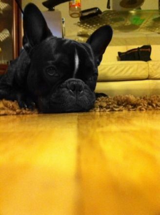 Sergen (erfahrener Deckrüde)