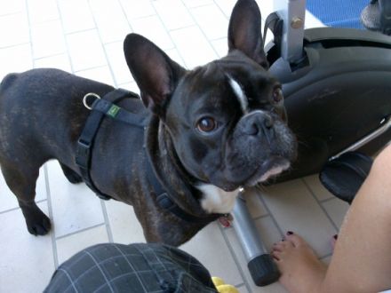 Sergen (erfahrener Deckrüde)