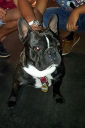 Sergen (erfahrener Deckrüde)